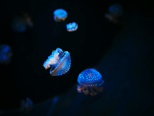 포토 JPG 해외이미지 모양 동물 1 유럽 야생동물 바다 백그라운드 자연 생물 어류 사람없음 초록색 물 파란색 컬러풀 뷰티 검은색 수중 수영 어둠 외계인 투명 지중해 다이빙 생물학 암초 수족관 젤리 촉수 해파리 바르셀로나 내추럴 광 깊이 이국적 후보 해외202310 해외포토 자연요소 교육 나라 컬러 디저트 수중동물 미확인물체 수상스포츠 스페인 자포동물 생태계 수중스포츠 파일형식