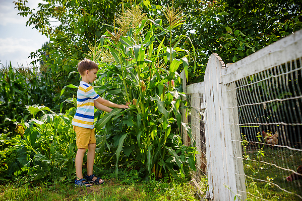 포토 JPG 해외이미지 식물 백인 라이프스타일 계절 남자 행복 어린이 백그라운드 밭 농업 채소 가족 자연 휴가 옥수수 한명 사람 소년 야외 초록색 여름 농작물 농장 농경지 환경 정원 수확 가을 시골 업무 농부 땅 에코 원예 내추럴 밭일 해외202310 해외포토 서양인 직업 1 감정 산업 컬러 관계 곡류 취미 생활 작업 생태계 파일형식