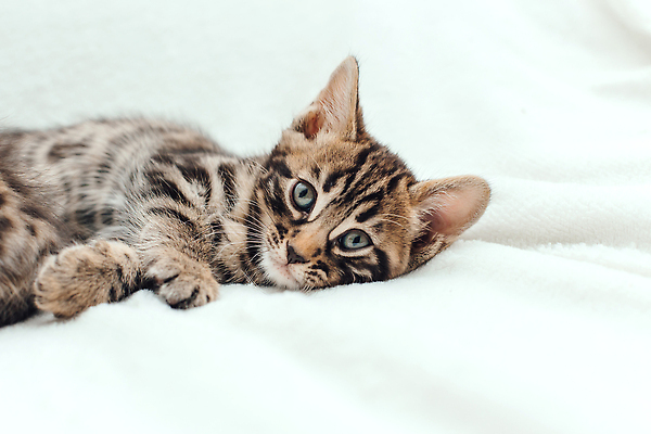 포토 JPG 해외이미지 동물 척추동물 응시 백그라운드 장난 포유류 가족 엄마 수염 주택 털 동양인 사람없음 반려동물 뷰티 머리 고양이 아기 신생아 점 그룹 황금 달콤 작음 모피 귀 슛 얼룩무늬 표범 기르기 혼자 순혈 해외202310 해외포토 시선 무늬 관계 사람 인종 건물 신체부위 맛 크기 돌봄 파일형식