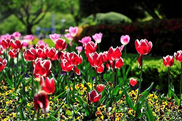 포토 JPG 해외이미지 나무 식물 꽃잎 꽃 잎 자연 사람없음 해외202310 해외포토 생태계 파일형식