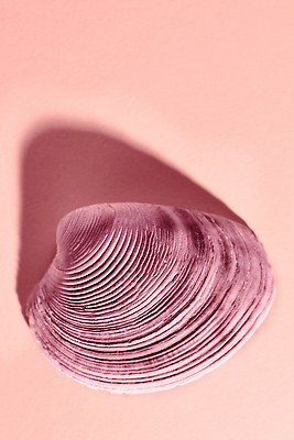 포토 JPG 해외이미지 스튜디오촬영 모양 바다 백그라운드 패턴 추상 조개 사람없음 껍질 질감 카피스페이스 해외202310 해외포토 무늬 어패류 실내 공백 파일형식