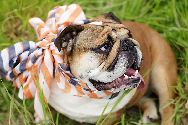 포토 JPG 해외이미지 동물 응시 얼굴 겨울 포유류 관계 모션 자연 안내 사랑 서기 사람없음 야외 여름 반려동물 뷰티 걷기 우정 성장 주름 개 불독 몸단장 동반자 유래 특별함 해외202310 해외포토 시선 계절 감정 컨셉 신체부위 친구 생태계 파일형식