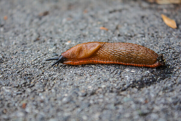 포토 JPG 해외이미지 식물 동물 꽃 야생동물 오렌지 모션 자연 연체동물 안테나 사람없음 야외 빨간색 컬러풀 갈색 환경 정원 젖음 해충 벌레 미끄러짐 땅 묘사 생물학 덮기 문제 느림 내추럴 땅바닥 민달팽이 어려움 디테일 끈적임 해외202310 해외포토 교육 컬러 곤충 과일 통신 바닥 무척추동물 생태계 파일형식 달팽이_동물