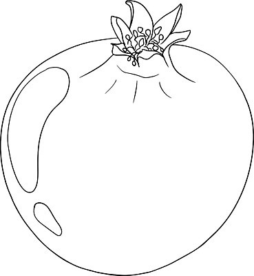 EPS 해외이미지 나무 식물 음식 잎 농업 과일 일러스트 재료 부분 자연 디저트 건강 씨앗 그래픽 장식 빨간색 세트 컬러풀 주스 흰색 신선 그룹 달콤 맛 오브젝트 유기농 날것 석류 내추럴 가넷 고립 숙성 이국적 채식주의자 벡터 비건 해외202310 해외일러스트 웰빙 산업 음료 컬러 컨셉 보석 생태계 채식 파일형식