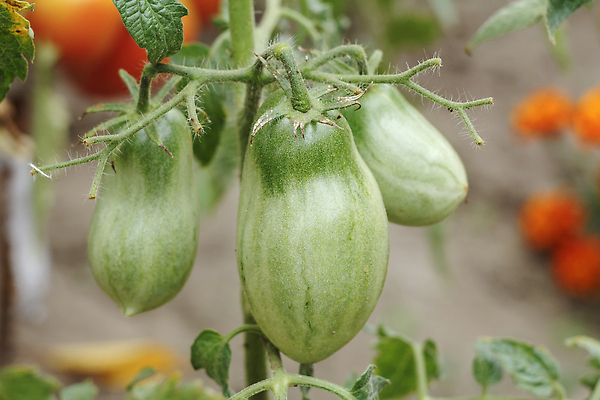 포토 JPG 해외이미지 식물 음식 잎 농업 토마토 채소 과일 자연 건강 사람없음 초록색 농장 정원 성장 나뭇가지 신선 다발 유기농 날것 포도나무 내추럴 온실 채식주의자 해외202310 해외포토 나무 웰빙 산업 컬러 과일나무 생태계 채식 파일형식