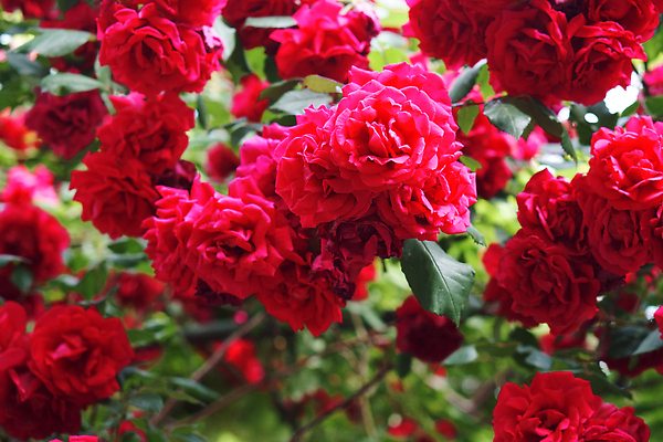 포토 JPG 해외이미지 식물 꽃잎 꽃 분홍색 컬러 백그라운드 잎 꽃무늬 자연 발렌타인데이 사랑 사람없음 야외 장식 빨간색 초록색 여름 컬러풀 뷰티 장미 노란색 정원 봄 낭만 벚꽃 흰색 신선 개화 관목 원예 향기 화단 내추럴 해외202310 해외포토 나무 계절 감정 컨셉 무늬 데이이벤트 취미 생태계 냄새 파일형식