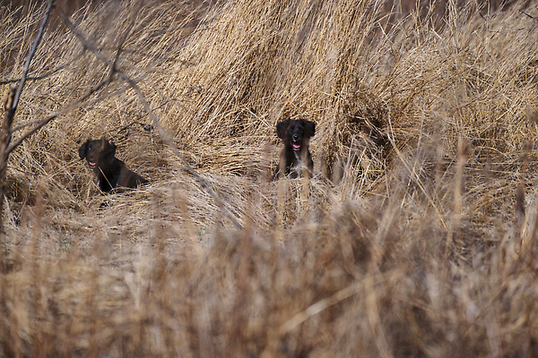 포토 JPG 해외이미지 포유류 자연 앉기 사람없음 반려동물 검은색 강아지 해외202310 해외포토 동물 컬러 모션 개 생태계 파일형식