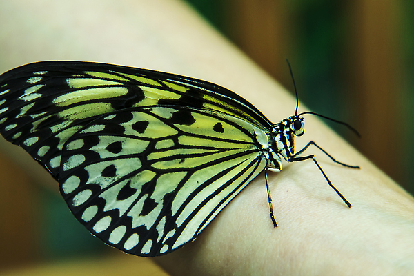 포토 JPG 해외이미지 동물 꽃 나비 곤충 잎 꽃무늬 오렌지 일러스트 자연 미술 사람없음 컬러풀 뷰티 노란색 정원 검은색 봄 벌레 벡터 해외202310 해외일러스트 식물 계절 컬러 무늬 과일 문화예술 생태계 파일형식