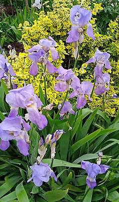 포토 JPG 해외이미지 식물 디자인 계절 공원 꽃잎 꽃 컬러 백그라운드 잎 오렌지 자연 사람없음 야외 장식 초록색 파란색 컬러풀 뷰티 머리 정원 보라색 봄 성장 벚꽃 흰색 침대 신선 개화 닫기 다발 제비꽃 원예 붓꽃 내추럴 창백 고립 파스텔톤 해외202310 해외포토 공공시설 가구 과일 모션 취미 신체부위 생태계 파일형식