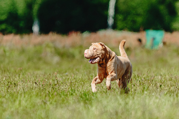 포토 JPG 해외이미지 동물 공원 행복 스포츠 셔츠 밭 포유류 모션 자연 놀이 건강 사람없음 야외 초록색 달리기 햇빛 뷰티 우주 정원 맑음 점프 검은색 경쟁 에너지 레이싱 잡기 개 유혹 강의 테리어 속도 호기심 사냥 사냥개 섬광 순간 순혈 해외202310 해외포토 공공시설 감정 컬러 컨셉 상의 농업 날씨 시합 태양 생태계 파일형식