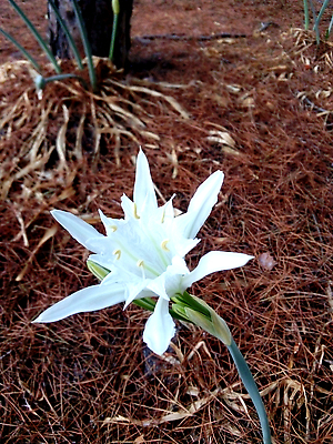 포토 JPG 해외이미지 식물 꽃 모래 바다 백그라운드 컨셉 잎 밭 자연 아침 풍경 사람없음 야외 가로 여름 햇빛 뷰티 노란색 환경 정원 맑음 벚꽃 흰색 개화 보호 백합 지중해 모래언덕 허브 순수 속도 수선화 내추럴 꽃수술 영원 해외202310 해외포토 주간 계절 컬러 농업 날씨 태양 언덕 생태계 파일형식