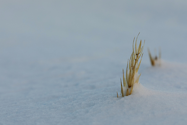 포토 JPG 해외이미지 모양 식물 꽃 모래 바다 잎 캐나다 겨울 가족 자연 사람없음 파란색 노란색 냉동 흰색 칼날 칼 닫기 모래언덕 북극 크림 북쪽 영원 호밀 해외202310 해외포토 계절 컬러 북아메리카 관계 모션 곡류 극지방 방향 언덕 생태계 파일형식
