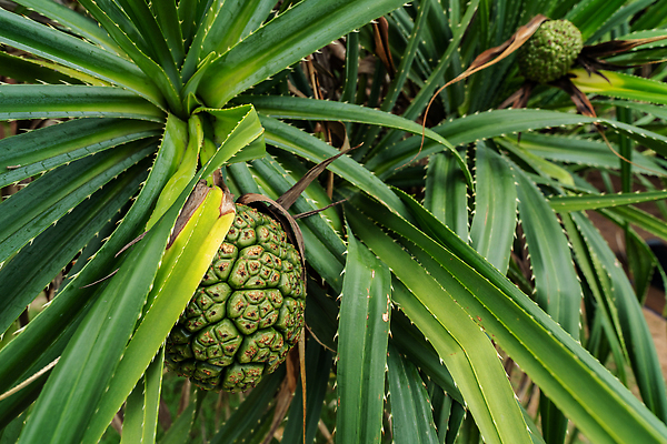 포토 JPG 해외이미지 나무 식물 계절 백그라운드 컨셉 잎 과일 자연 손바닥 해변 사람없음 장식 초록색 여름 환경 정원 활발 성장 나사 신선 소나무 열 가시 수비 약초 허브 척추 유기농 휴양지 날것 코코넛 내추럴 해외202310 해외포토 손 웰빙 바다 컬러 모션 뼈 장소 공구 풀_식물 생태계 파일형식