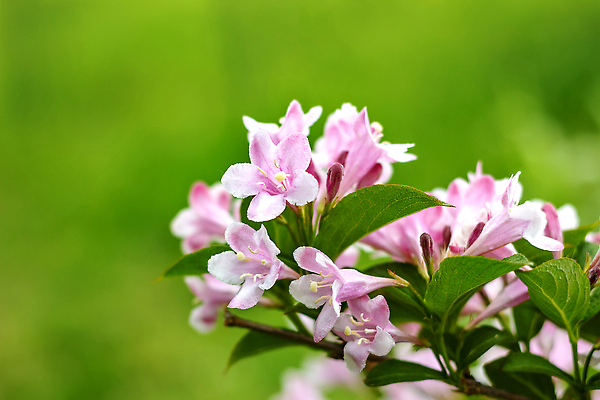 포토 JPG 해외이미지 식물 디자인 계절 꽃잎 꽃 분홍색 컬러 백그라운드 컨셉 잎 꽃무늬 패턴 자연 사람없음 야외 장식 초록색 컬러풀 뷰티 정원 놀람 봄 활발 벚꽃 흰색 나뭇가지 인사 신선 신용카드 개화 닫기 소프트포커스 순수 아로마테라피 내추럴 꽃수술 카피스페이스 해외202310 해외포토 나무 감정 무늬 모션 촬영기법 표정 금융 공백 예절 생태계 테라피 파일형식
