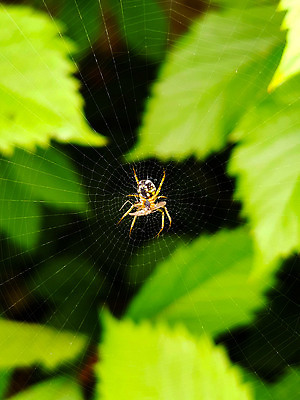 포토 JPG 해외이미지 동물 야생동물 곤충 잎 패턴 발 자연 사람없음 초록색 여름 갈색 노란색 웹 봄 잡기 먹이 무서움 실크 거미줄 사냥 육식동물 거미 올가미 해외202310 해외포토 식물 계절 감정 컬러 무늬 인터넷 모션 신체부위 직물 생태계 파일형식