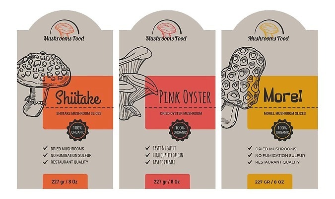 EPS 해외이미지 일러스트 건강 사람없음 빨간색 노란색 주황색 버섯 스케치 드로잉 건강식 해외202310 해외일러스트 음식 컬러 미술 파일형식 벡터