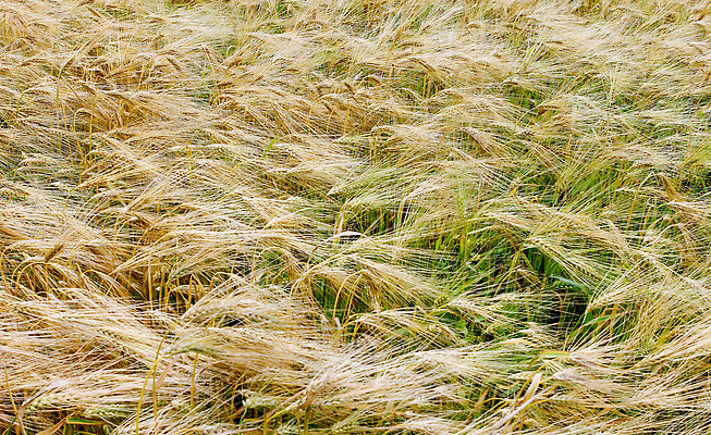 포토 JPG 해외이미지 식물 음식 줄기 백그라운드 겨울 밭 농업 채소 자연 하늘 건강 씨앗 사람없음 초록색 경제 농작물 농장 노란색 머리 환경 가축 일몰 봄 수확 성장 시골 황금 먹이 낟알 땅 시리얼 밀 보리 귀 스파이크 호밀 귀리 해외202310 해외포토 동물 계절 산업 컬러 곡류 신체부위 노을 생태계 파일형식