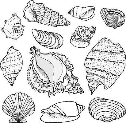 EPS 해외이미지 모양 동물 손 디자인 실루엣 야생동물 바다 여행 일러스트 자연 휴가 조개 연체동물 나선형 미술 그래픽 장식 물 세트 수중 수확 껍질 흰색 소라 낙서 스케치 수집 문신 해산물 복고 홍합 수족관 가리비 내추럴 고립 앵무조개 엘리먼트 이국적 벡터 해외202310 해외일러스트 자연요소 컬러 무늬 농업 문화예술 어패류 무척추동물 촬영기법 신체부위 생태계 파일형식