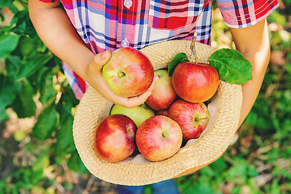포토 JPG 해외이미지 주간 서양인 남자 어린이 잎 자연 한명 들기 소년 야외 앞모습 아웃포커스 하반신 신선 사과 과수원 밀짚모자 사과농장 소년한명만 해외202310 해외포토 자연요소 외국인 식물 모자_잡화 1 뷰포인트 농업 과일 모션 촬영기법 사람 농장 생태계 남자한명만 소년만 파일형식