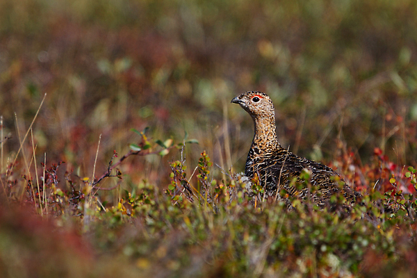 포토 JPG 해외이미지 동물 응시 야생동물 음식 컬러 캐나다 자연 조류 사람없음 야외 빨간색 갈색 걷기 치킨 게임 변화 닫기 먹이 북극 버드나무 깃털 변장 북쪽 꿩 동물상 해외202310 해외포토 나무 시선 컨셉 북아메리카 모션 놀이 조형물 극지방 방향 생태계 닭고기요리 파일형식