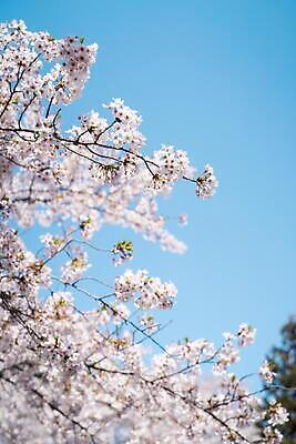 포토 JPG 해외이미지 나무 식물 꽃 하늘 사람없음 봄 벚꽃 나뭇가지 해외202310 해외포토 계절 파일형식