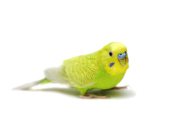 포토 JPG 해외이미지 사람없음 반려동물 앵무새 봉 해외202310 해외포토 동물 조류 파일형식