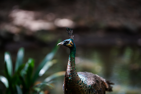 포토 JPG 해외이미지 동물 1 공원 남자 야생동물 컬러 백그라운드 날개 자연 조류 왕관 동물원 서기 사람없음 야외 초록색 파란색 컬러풀 뷰티 머리 걷기 흰색 공작 깃털 꼬리 부리 목 꿩 내추럴 이국적 터키석 혼자 해외202310 해외포토 공공시설 모션 사람 신체부위 보석 생태계 파일형식