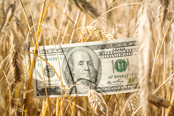 포토 JPG 해외이미지 산업 종이 음식 빵 백그라운드 컨셉 지폐 돈 밭 농업 비즈니스 자연 아이디어 씨앗 사람없음 금융 경제 농장 노란색 달러 일몰 거래 성장 가을 시골 재산 황금 낟알 가격 시리얼 밀 보리 계산서 밭일 수입 숙성 우크라이나 호밀 해외202310 해외포토 식물 계절 유럽 컬러 곡류 노을 생태계 파일형식