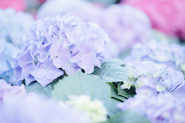 포토 JPG 해외이미지 잎 사람없음 파란색 수국 해외202310 해외포토 식물 꽃 컬러 파일형식