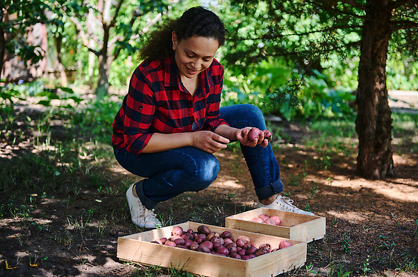 포토 JPG 해외이미지 식물 백인 중년 흑인 농업 자연 감자 한명 취미 세계 수확 성장 시골 기아 원예 히스패닉 건강식 밭일 우크라이나 원예사 세련 해외202310 해외포토 서양인 직업 1 유럽 산업 음식 채소 사람 성인 사회이슈 생태계 파일형식