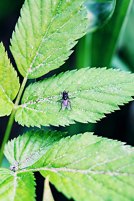 포토 JPG 해외이미지 동물 야생동물 컬러 곤충 백그라운드 잎 자연 종류 사람없음 야외 빨간색 세로 초록색 정원 검은색 봄 흰색 닫기 말벌 묘사 엉겅퀴 찌르기 내추럴 동물상 해외202310 해외포토 식물 계절 꽃 모션 조형물 벌_곤충 생태계 파일형식
