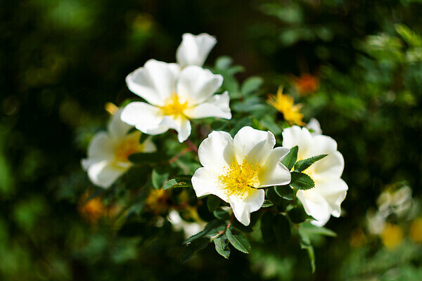 포토 JPG 해외이미지 나무 식물 디자인 계절 공원 꽃잎 꽃 백그라운드 잎 꽃무늬 자연 하늘 아침 사람없음 야외 장식 빛 컬러풀 햇빛 태양 뷰티 노란색 환경 일본 맑음 보라색 봄 흰색 신선 개화 내추럴 해외202310 해외포토 주간 자연요소 공공시설 아시아 컬러 무늬 날씨 생태계 파일형식