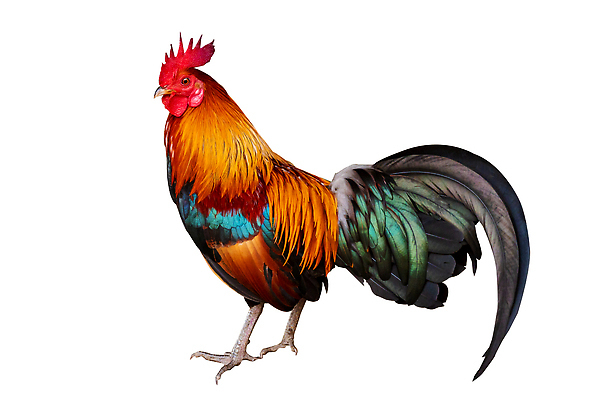 포토 JPG 해외이미지 사람없음 수탉 해외202310 해외포토 닭 수컷 파일형식