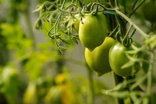 포토 JPG 해외이미지 식물 계절 음식 줄기 백그라운드 잎 농업 토마토 채소 과일 자연 매달리기 건강 사람없음 빨간색 초록색 농작물 농장 정원 농사 수확 성장 나뭇가지 신선 그룹 다발 유기농 원예 날것 내추럴 밭일 숙성 온실 채식주의자 세련 해외202310 해외포토 나무 웰빙 산업 컬러 모션 취미 생태계 채식 파일형식