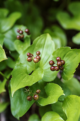 포토 JPG 해외이미지 나무 식물 열매 꽃 음식 곤충 잎 과일 자연 사람없음 빨간색 정원 봄 벚꽃 나뭇가지 건포도 해외202310 해외포토 동물 계절 컬러 포도 생태계 건과일 파일형식