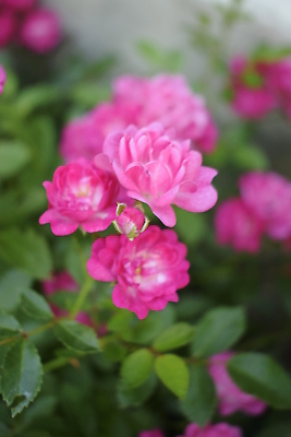 포토 JPG 해외이미지 식물 계절 공원 꽃잎 꽃 분홍색 꽃다발 백그라운드 잎 꽃무늬 자연 추상 휴가 사랑 사람없음 야외 장식 가로 초록색 물 여름 빛 뷰티 장미 정원 어둠 봄 낭만 젖음 수확 벚꽃 축하 신선 개화 달콤 떨어짐 이슬 작음 내추럴 블러 많음 해외202310 해외포토 자연요소 공공시설 감정 컬러 컨셉 무늬 농업 맛 크기 생태계 파일형식