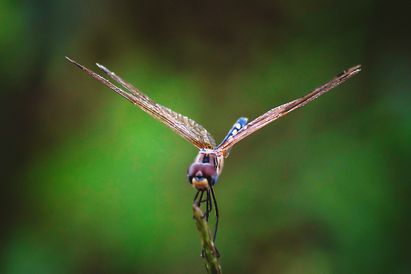 포토 JPG 해외이미지 식물 동물 야생동물 컬러 곤충 백그라운드 잎 자연 미술 사람없음 야외 초록색 파란색 컬러풀 뷰티 환경 봄 새벽 닫기 벌레 잠자리 저녁 묘사 육식동물 마법 녹색배경 내추럴 고립 광 동물상 해외202310 해외포토 자연요소 계절 모션 문화예술 조형물 야간 생태계 파일형식