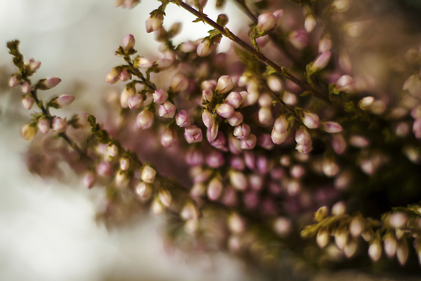 포토 JPG 해외이미지 식물 배너 꽃잎 꽃 분홍색 결혼 백그라운드 잎 지도 꽃무늬 자연 휴가 발렌타인데이 선물 사람없음 내부 장식 빛 뷰티 정원 축제 공백 흰색 신선 항아리 개화 난초 받침대 크림 향수 그림 엽서 마법 아로마테라피 정교 해외202310 해외포토 컬러 무늬 데이이벤트 이벤트 화장품 도자기 편지 생태계 테라피 파일형식