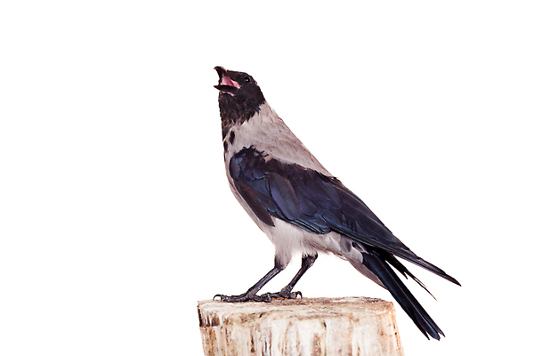 포토 JPG 해외이미지 동물 야생동물 청소년 자연 조류 사람없음 뷰티 걷기 검은색 회색 흰색 자르기 깃털 질감 생물학 부리 철새 까마귀 고립 동물상 사기꾼 해외202310 해외포토 교육 컬러 모션 사람 조형물 생태계 파일형식