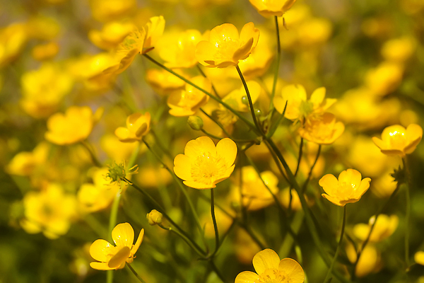 포토 JPG 해외이미지 식물 계절 꽃잎 꽃 컬러 백그라운드 잎 꽃무늬 패턴 밭 자연 사람없음 야외 초록색 컬러풀 뷰티 노란색 환경 정원 맑음 봄 들꽃 성장 벚꽃 시골 개화 닫기 숲 질감 내추럴 해외202310 해외포토 무늬 농업 모션 날씨 생태계 파일형식