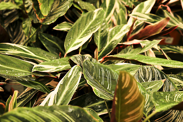 포토 JPG 해외이미지 식물 디자인 외관 계절 화초 야생동물 선 줄기 백그라운드 잎 꽃무늬 패턴 밭 자연 추상 사람없음 장식 초록색 빛 뷰티 환경 정원 줄무늬 성장 신선 숲 큼 질감 상록수 내추럴 타격 그리너리 해외202310 해외포토 동물 꽃 컬러 무늬 농업 모션 크기 생태계 파일형식 트랜드컬러