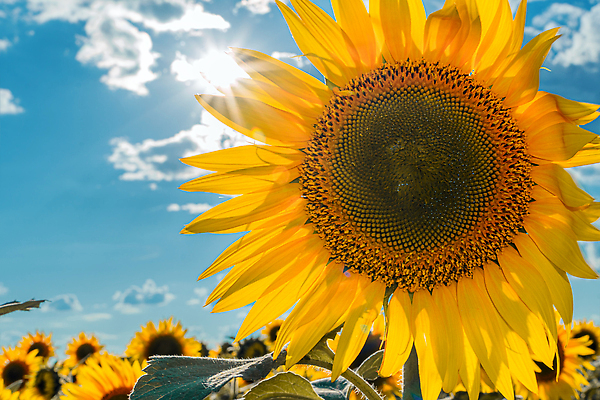 포토 JPG 해외이미지 식물 꽃잎 꽃 지구 리플렛 백그라운드 농업 벽지 날씨 추상 해바라기 풍경 사람없음 야외 여름 빛 컬러풀 세계 햇빛 태양 농경지 노란색 평화 목장 들꽃 수확 벚꽃 광선 시골 개화 황금 낟알 원예 광 밭일 웅장함 해외202310 해외포토 자연요소 계절 산업 컬러 컨셉 무늬 취미 농장 파일형식