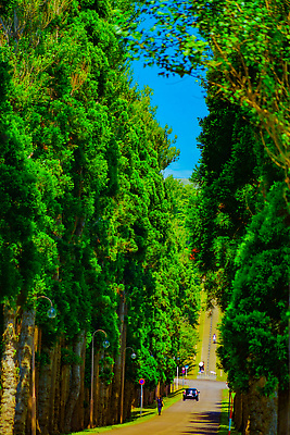 포토 JPG 해외이미지 나무 도로 자연 하늘 사람없음 여름 승차 홋카이도 삼나무 해외202310 해외포토 식물 계절 길 교통시설 모션 일본 생태계 파일형식