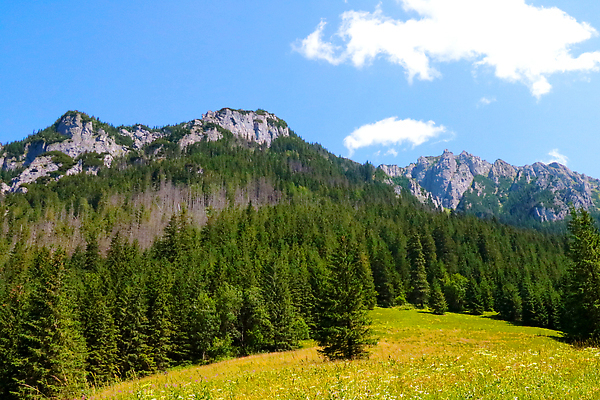 포토 JPG 해외이미지 나무 식물 계절 공원 유럽 여행 백그라운드 밭 자연 하늘 산 파노라마 풍경 사람없음 야외 초록색 여름 파란색 환경 맑음 봄 안개 시골 소나무 숲 언덕 내추럴 전국 수평선 그리너리 해외202310 해외포토 공공시설 나라 컬러 농업 날씨 촬영기법 생태계 파일형식 트랜드컬러