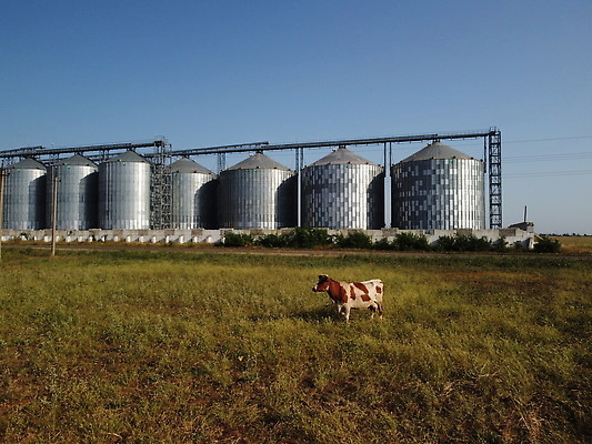 포토 JPG 해외이미지 식물 외관 산업 음식 백그라운드 밭 농업 비즈니스 건축양식 공장 자연 하늘 안테나 옥수수 씨앗 풍경 사람없음 건물 초록색 여름 파란색 농작물 농장 농경지 상점 금속 수확 시골 은색 낟알 컨테이너 엘리베이터 시리얼 밀 창고 탱크 수납 밭일 사일로 철강 터미널 해외202310 해외포토 건축물 계절 건축 컬러 통신 공업 재질 곡류 생태계 파일형식