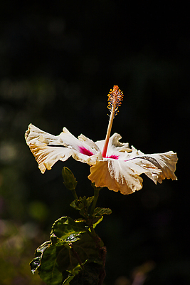 포토 JPG 해외이미지 식물 계절 꽃잎 꽃 아시아 화초 줄기 컬러 잎 꽃무늬 오렌지 자연 사람없음 야외 장식 초록색 뷰티 장미 머리 환경 정원 중국 활발 벚꽃 개화 싱글 원예 꽃가루 서식지 잡종 내추럴 꽃수술 아열대 하와이인 히비스커스 해외202310 해외포토 외국인 나라 컨셉 무늬 과일 취미 신체부위 가루 생태계 파일형식