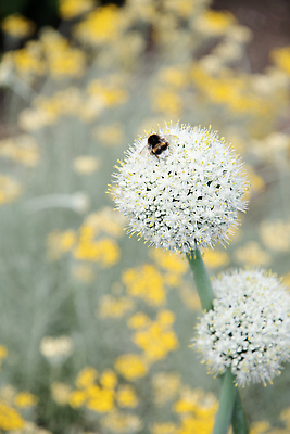 포토 JPG 해외이미지 식물 꽃 줄기 백그라운드 밭 농업 채소 전구 공 자연 양파 마늘 사람없음 야외 장식 초록색 여름 노란색 머리 정원 봄 성장 벚꽃 흰색 신선 오픈 원형 개화 소프트포커스 싱글 유기농 부추 비타민 내추럴 밭일 영양소 해외202310 해외포토 도형 웰빙 계절 산업 컬러 촬영기법 신체부위 생태계 파일형식