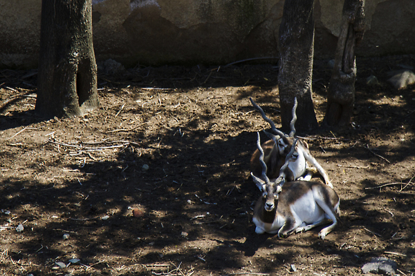 포토 JPG 해외이미지 동물 전통 공원 여자 남자 야생동물 백그라운드 포유류 자연 뿔 동물원 서기 사람없음 야외 빨간색 뷰티 갈색 달러 황무지 숲 즐거움 귀 내추럴 동물상 아기사슴 이국적 해외202310 해외포토 공공시설 감정 새끼 컬러 돈 모션 사슴 사람 신체부위 조형물 생태계 파일형식