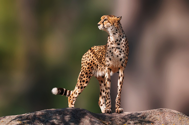 포토 JPG 해외이미지 동물 응시 야생동물 새끼 패턴 밭 포유류 자연 생물 털 동물원 앉기 사람없음 야외 뷰티 머리 환경 고양이 힘 줄무늬 관찰 점 황무지 위험 모피 사파리 손목시계 코 귀 사냥꾼 육식 솜털 주둥이 치타 내추럴 동물상 사바나 웅장함 해외202310 해외포토 직업 시선 시계 컨셉 무늬 농업 장신구 모션 신체부위 반려동물 조형물 생태계 파일형식