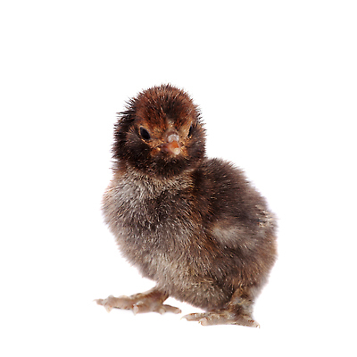 포토 JPG 해외이미지 한마리 병아리 사람없음 흰배경 해외202310 해외포토 1 백그라운드 조류 흰색 파일형식